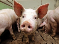 На борьбу с африканской чумой свиней омское Заксобрание разрешило направить дополнительные 100 миллионов рублей #Экономика #Омск