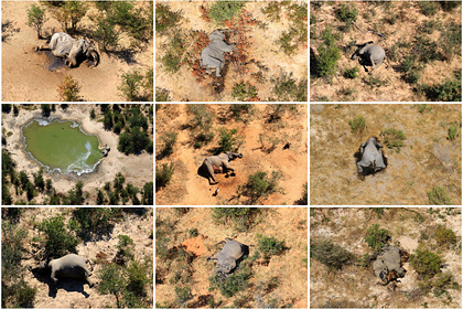 Названа предполагаемая причина загадочной гибели слонов в Африке: Звери: Из жизни: Lenta.ru #Жизнь #Новости #Сегодня