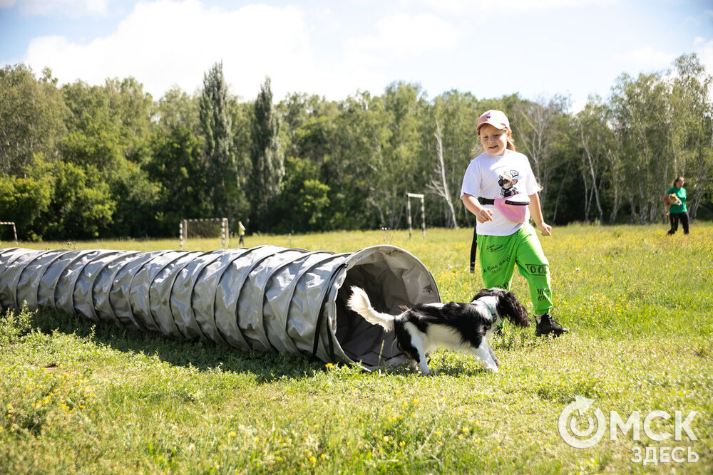 От чихуахуа до немецкой овчарки. Как в Омске прошли соревнования по аджилити #Спорт #Новости