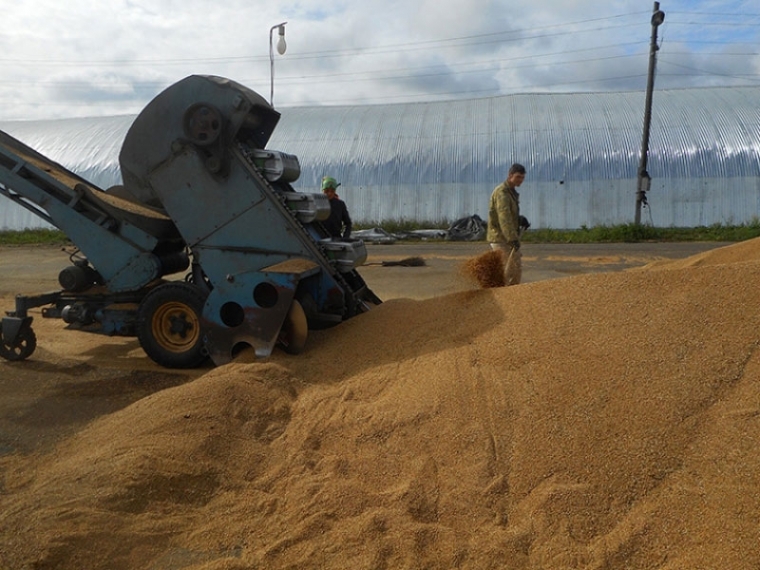 В Омской области 12 хозяйств уже готовы поставлять зерно в Китай #Экономика #Омск