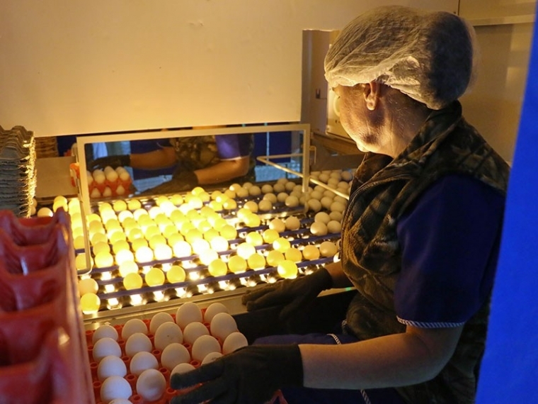 Омская область заняла пятое место в СФО по производству куриных яиц #Экономика #Омск