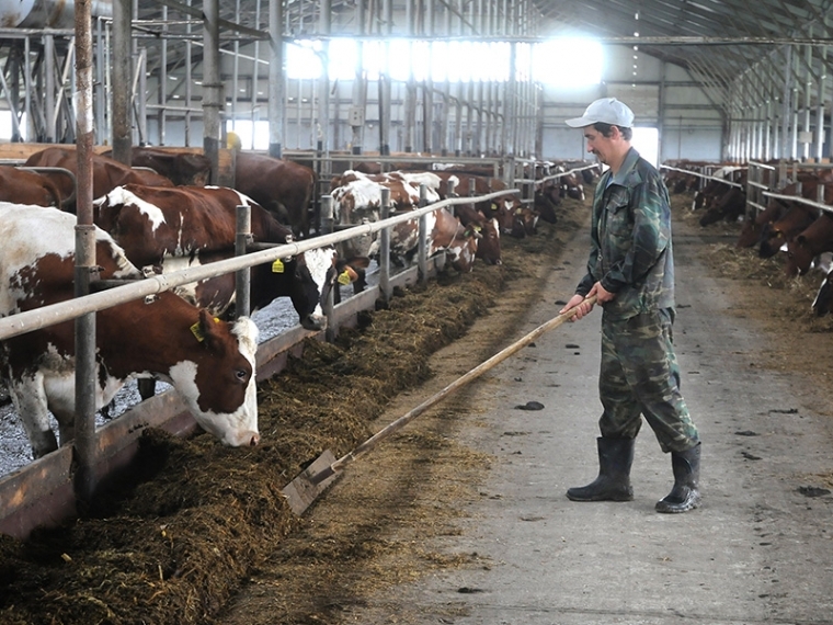 Омские производители кормовых культур получат господдержку #Экономика #Омск