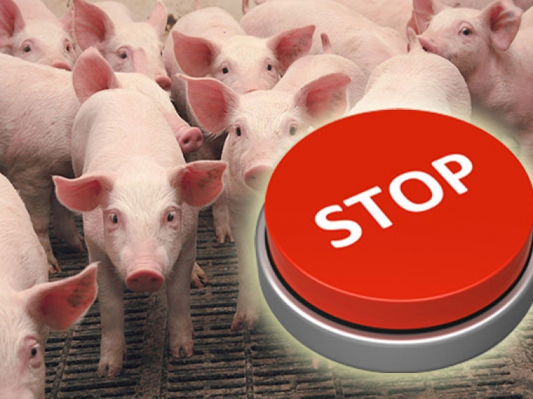 В Омской области чума свиней пришла в девятый район #Экономика #Омск