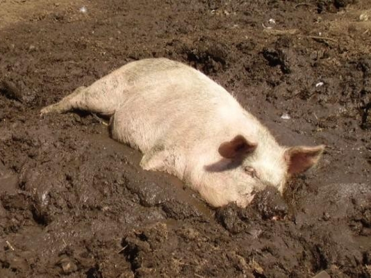 Житель Красноярки закопал чумную свинью #Экономика #Омск