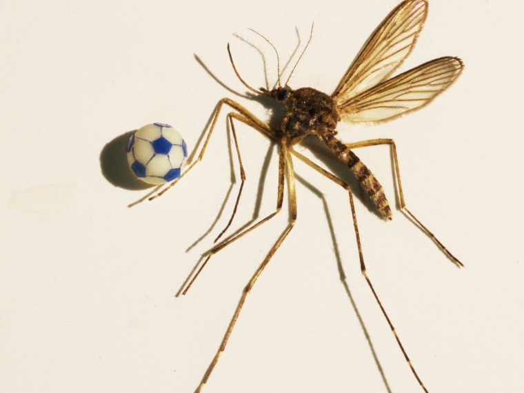 Анатолий Коненко создал к ЧМ-2018 миниатюру комара с мячом #Культура #Омск
