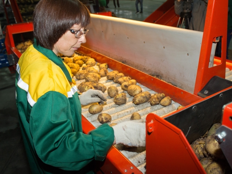 В Омской области в этом году посадят больше картофеля и овощей #Экономика #Омск