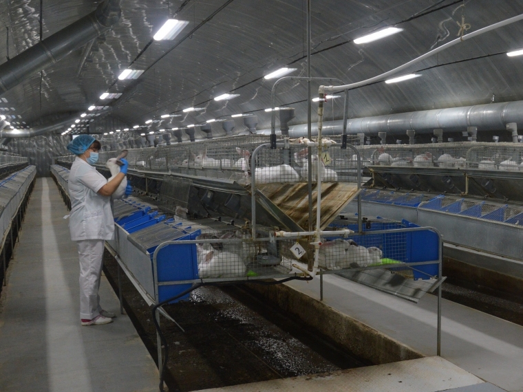 «Омский кролик» наращивает производство диетического, легкоусвояемого мяса #Экономика #Омск