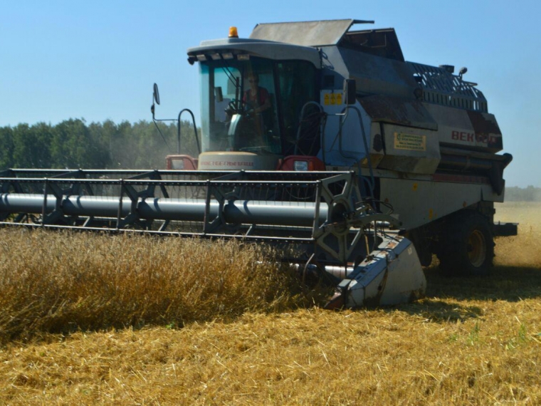 Омские аграрии собрали четверть урожая зерновых #Экономика #Омск