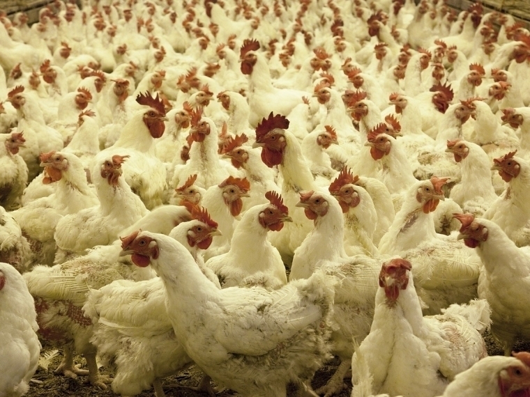 Пострадавшая от птичьего гриппа Иртышская птицефабрика вернулась к работе #Экономика #Омск
