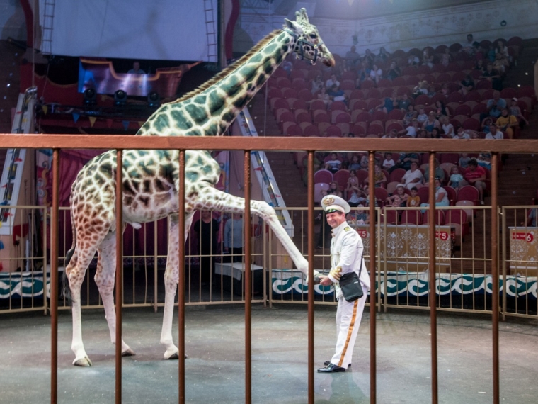 В Омский цирк привезли единственного в России дрессированного жирафа #Культура #Омск