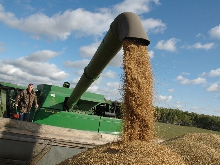 Омским аграриям компенсируют затраты на производство зерна #Экономика #Омск