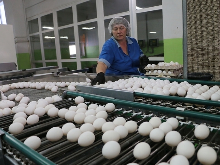 В Омской области с начала года произвели более полумиллиарда яиц #Экономика #Омск