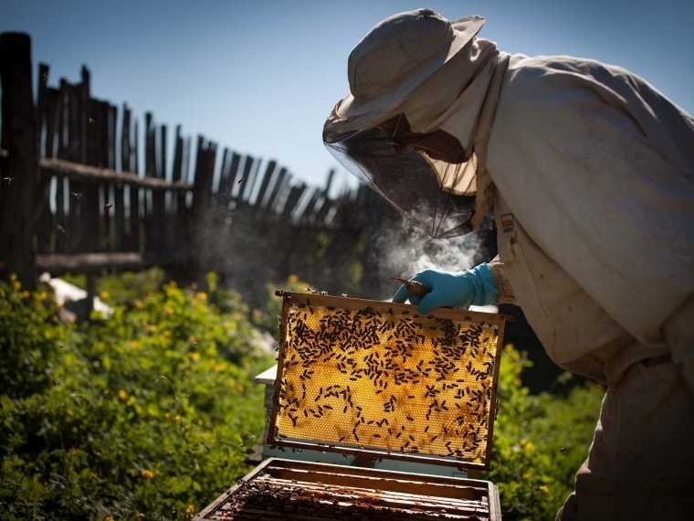 Законопроект о мёде внесут в Госдуму до конца весенней сессии #Экономика #Омск