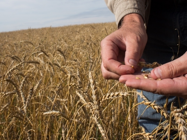 Омские аграрии получили субсидии на сумму 2 млрд рублей #Экономика #Омск