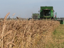 Омские экспортеры стали больше поставлять за рубеж чипсов и пшеницы #Экономика #Омск