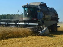 Омские аграрии собрали с полей первый миллион тонн зерна #Экономика #Омск