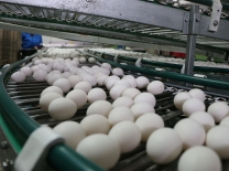 Роспотребнадзор обнаружил ДНК сальмонелл в мясе кур и в контейнерах для яиц с «Оши» #Экономика #Омск