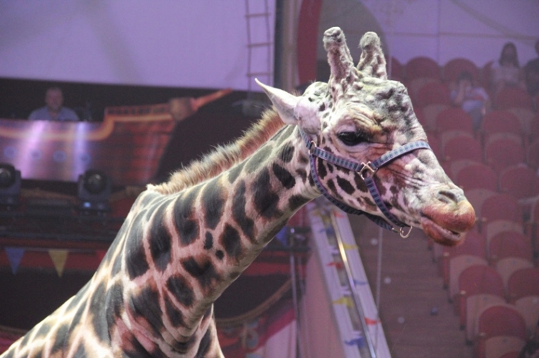 В Омский цирк привезли единственного в России дрессированного жирафа #Культура #Омск