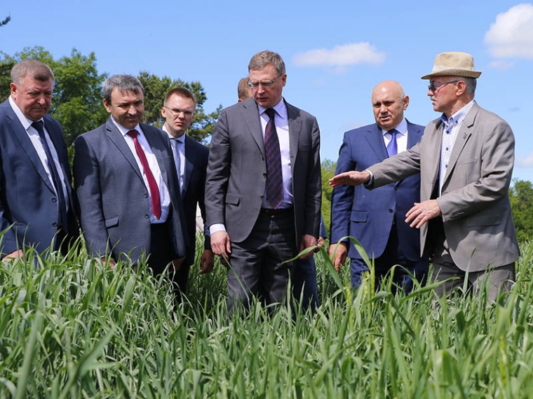 Омские ученые показали опытные сорта пшеницы и уникальную фасоль #Экономика #Омск