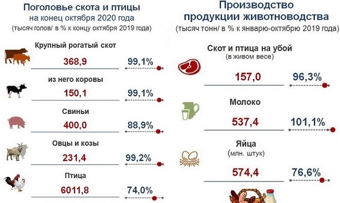 На омских предприятиях сократилось поголовье скота и птиц, но выросло производство молока #Экономика #Омск