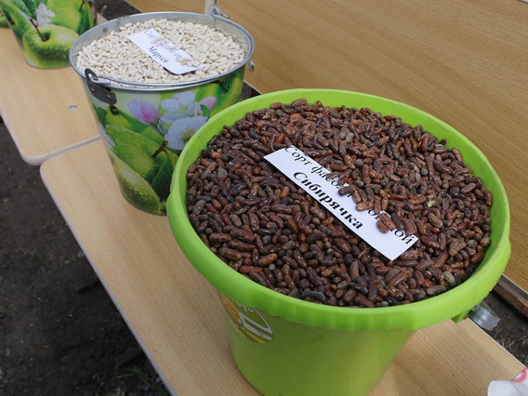 Омские ученые показали опытные сорта пшеницы и уникальную фасоль #Экономика #Омск