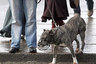 Прославленного итальянского пса-спасателя убили #Жизнь #Новости #Сегодня