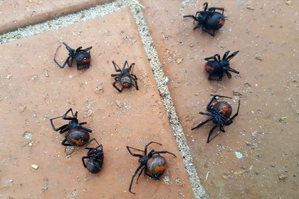 Австралийка показала последствия «дождя» из смертельно опасных пауков #Жизнь #Новости #Сегодня