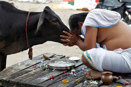 В Индии заключенные пройдут терапию коровами #Мир #Новости #Сегодня