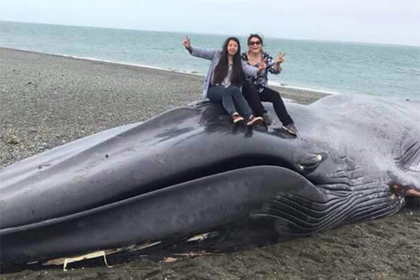 Жители Чили выцарапали ножом послания на туше мертвого кита #Жизнь #Новости #Сегодня