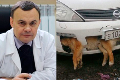 Катавшийся с застрявшей в бампере мертвой собакой водитель оказался депутатом #Россия #Новости #Сегодня