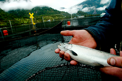 Норвегию назвали угрозой российской рыбе #Наука #Техника #Новости