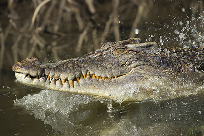 Крокодил съел школьника на глазах у брата #Жизнь #Новости #Сегодня