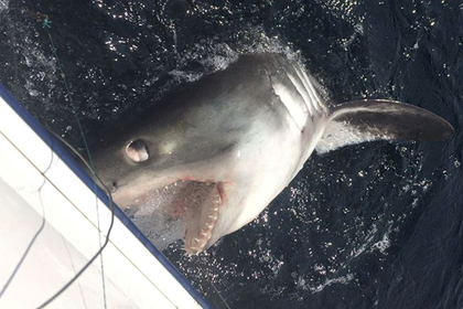 Пожилой рыбак 45 минут боролся с трехметровой акулой и победил #Жизнь #Новости #Сегодня