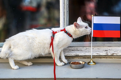 Эрмитажный кот-оракул похудел к чемпионату мира #Жизнь #Новости #Сегодня