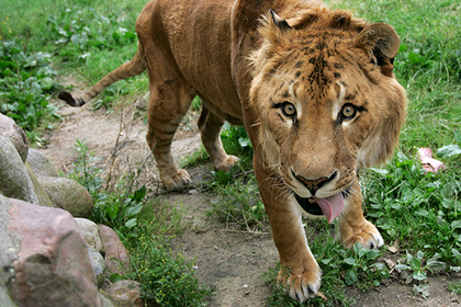 Львы, тигры, ягуар и медведь устроили побег из немецкого зоопарка #Жизнь #Новости #Сегодня