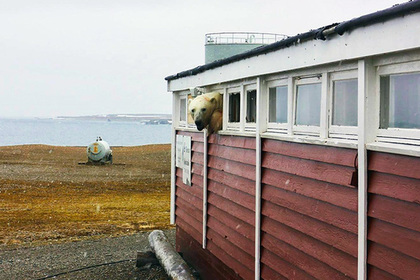 Белый медведь заперся в гостинице на Шпицбергене #Жизнь #Новости #Сегодня