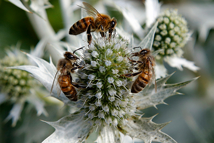 Инъекция превратила мирных пчел в смертельно опасных насекомых #Наука #Техника #Новости