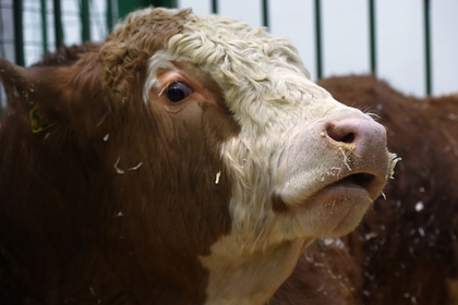 Заблудшую болгарскую корову уберегли от смертной казни #Мир #Новости #Сегодня