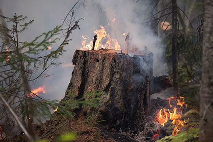 Пожары в лесах Сибири оставили полыхать #Россия #Новости #Сегодня