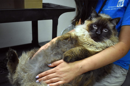 В Калифорнии спасли растолстевшего втрое бездомного кота #Жизнь #Новости #Сегодня