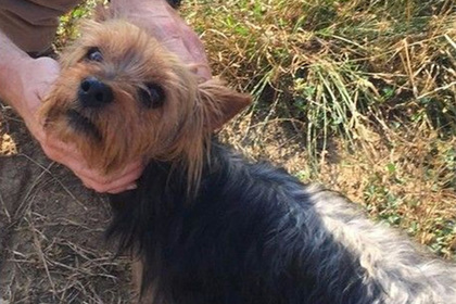 Верный пес спас потерявшуюся трехлетнюю девочку #Жизнь #Новости #Сегодня