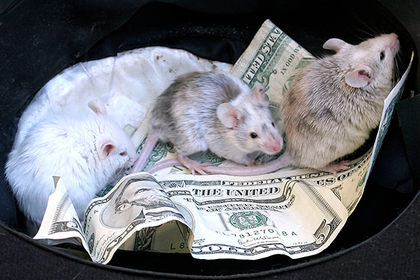 Мыши пробрались в банкомат и обгрызли миллион #Жизнь #Новости #Сегодня
