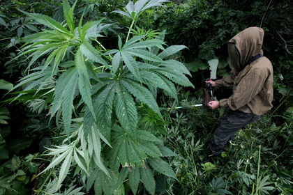 Канада легализовала марихуану #Мир #Новости #Сегодня