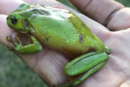 Австралиец вытащил лягушку из глотки змеи и оживил ее #Жизнь #Новости #Сегодня