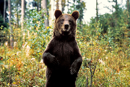 Российские медведи начали жить по православному календарю #Россия #Новости #Сегодня
