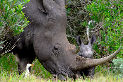 Редкого носорога убили за один сантиметр рога #Жизнь #Новости #Сегодня