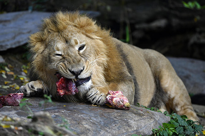 Львы растерзали охотников за носорогами #Жизнь #Новости #Сегодня