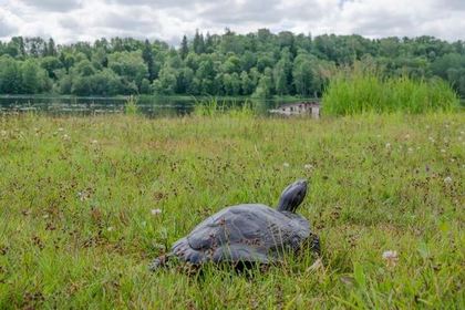 Сбежавшая черепаха вернулась к эстонцу спустя три года #Жизнь #Новости #Сегодня