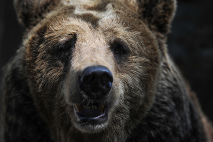 Медведь взял в заложницы россиянку #Россия #Новости #Сегодня