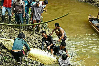 Индонезийцы убили 292 крокодила и отомстили за смерть друга #Жизнь #Новости #Сегодня